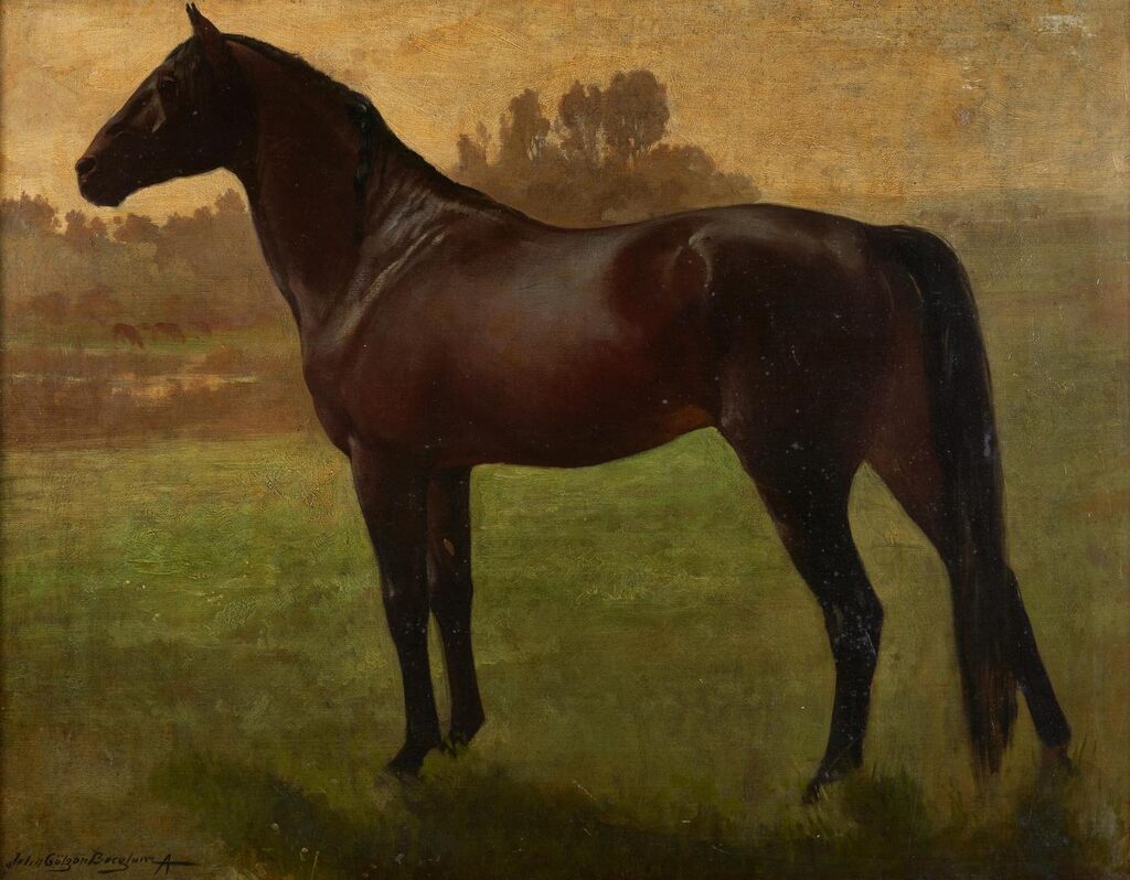 A Dark Bay Horse