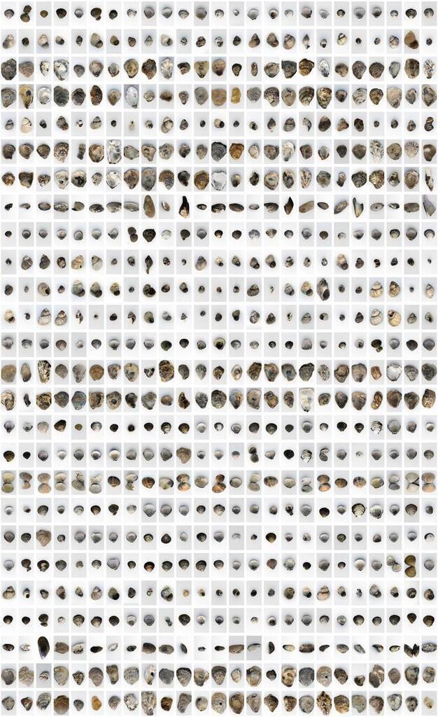 The Shell Record