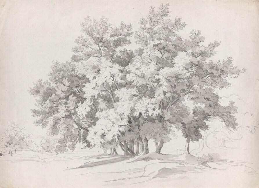 Italian group of trees