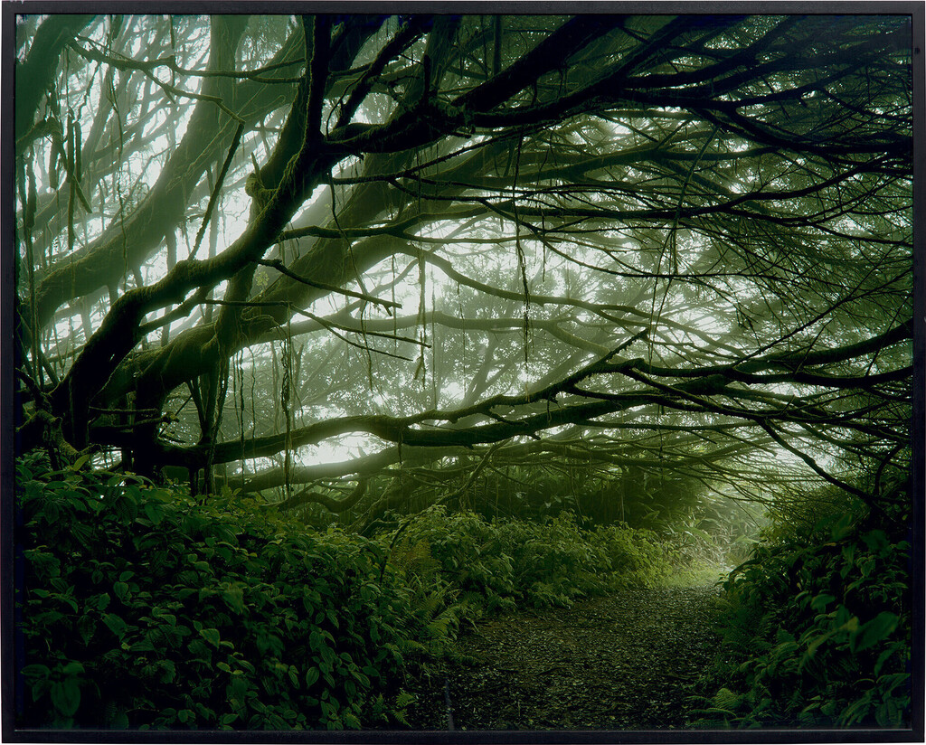 Mist Shrouded Trees, Ascension Island