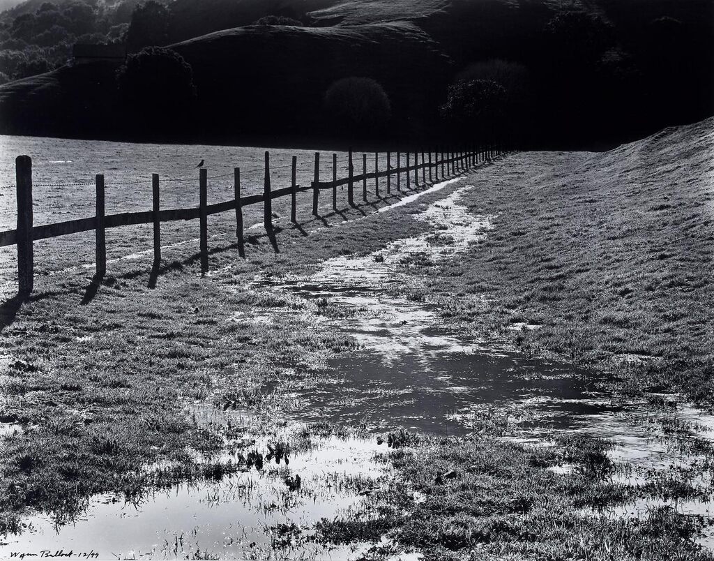 Bird and Fence (The Meadow)