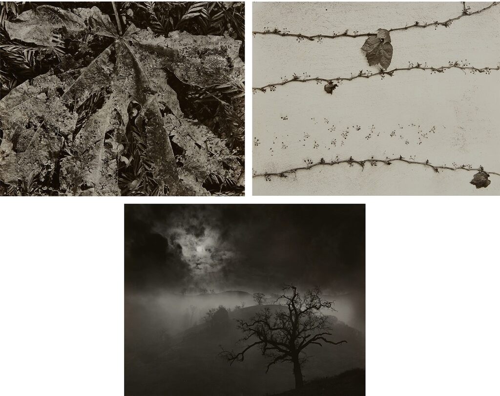 Three Nature Studies