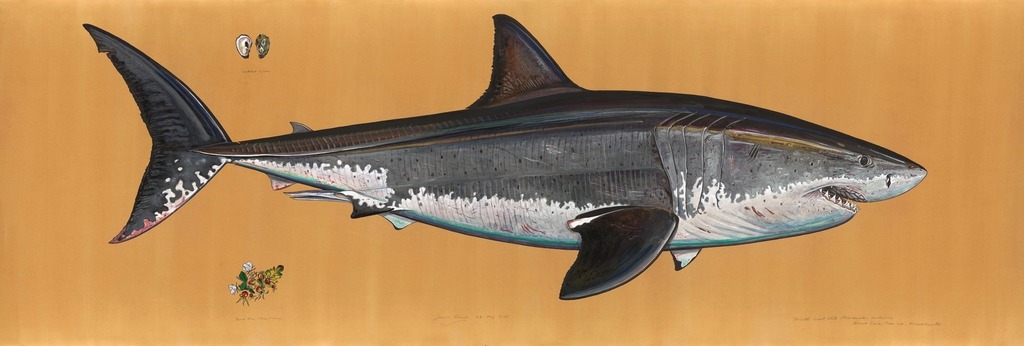 Atlantic Great White Shark