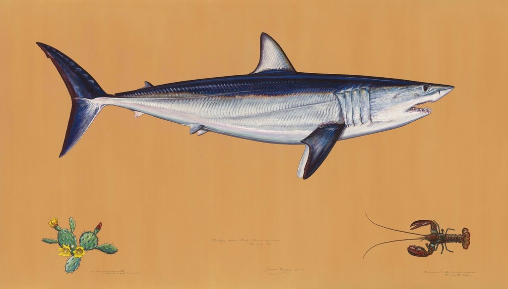 Shortﬁn Mako Shark