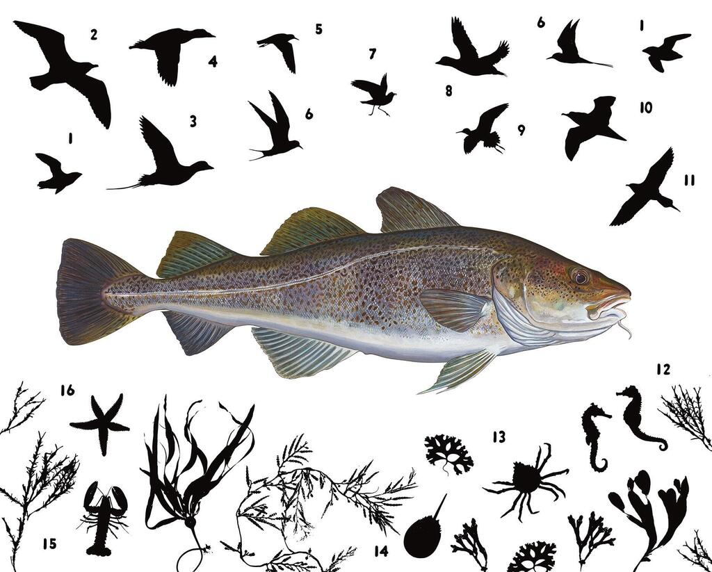 Atlantic Cod