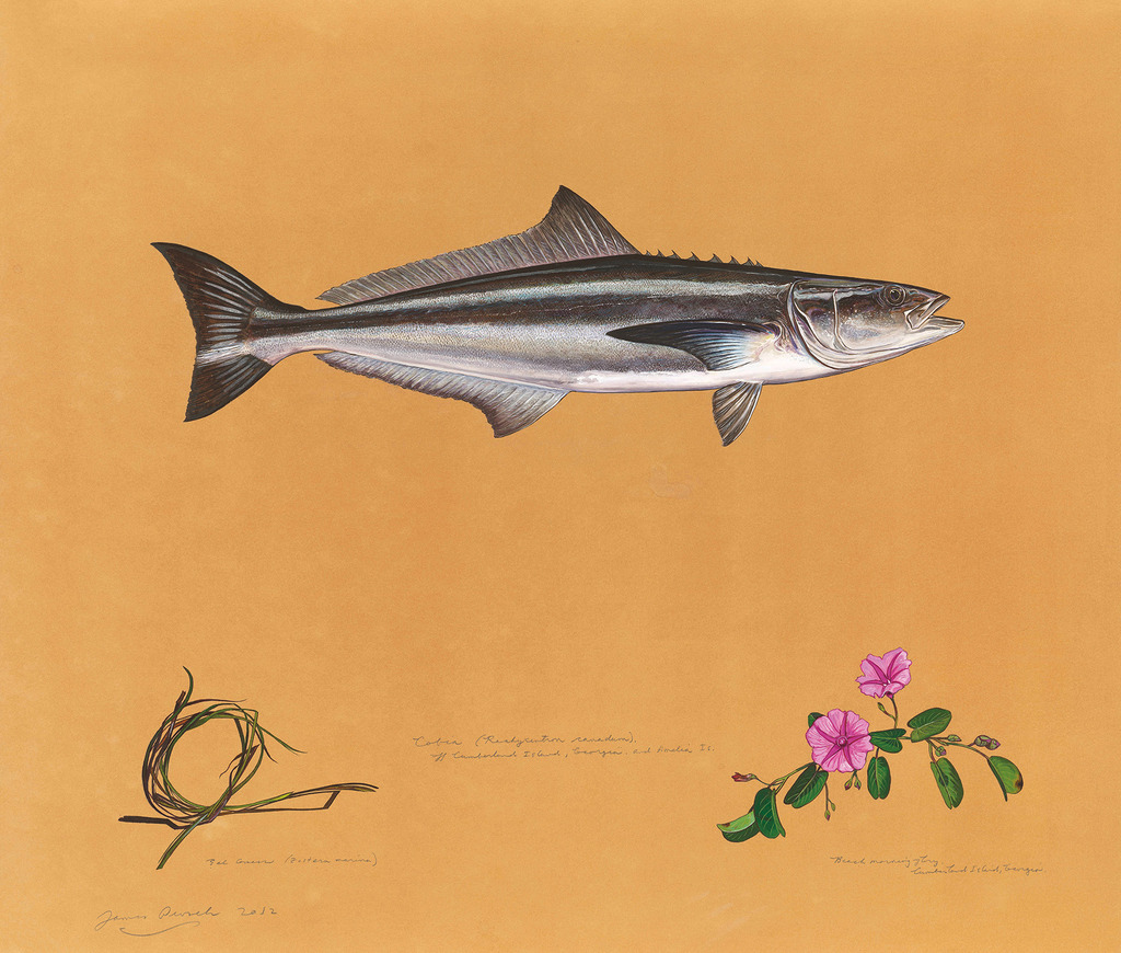 Cobia