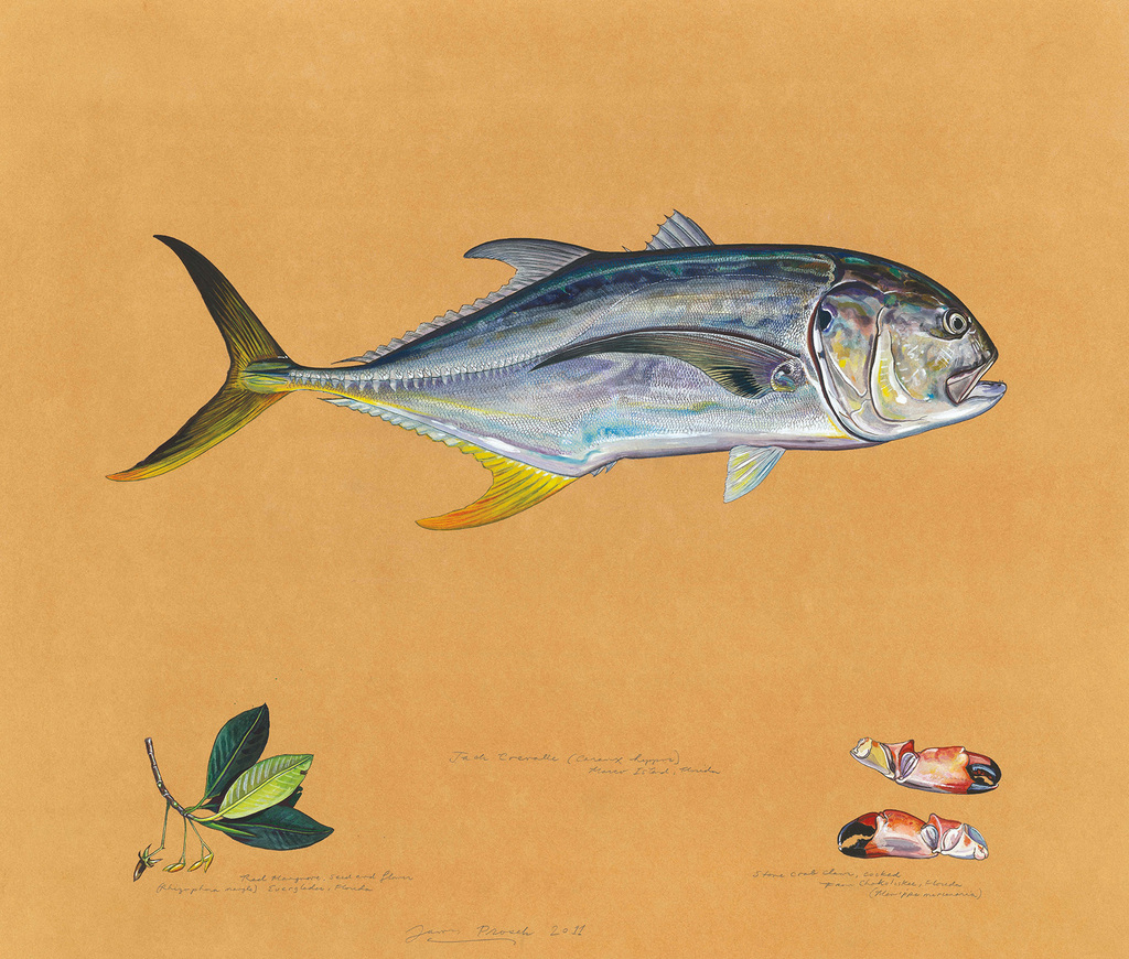 Jack Crevalle