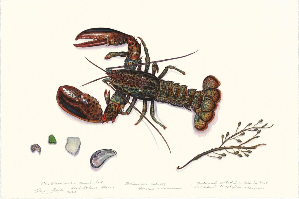 Maine Lobster