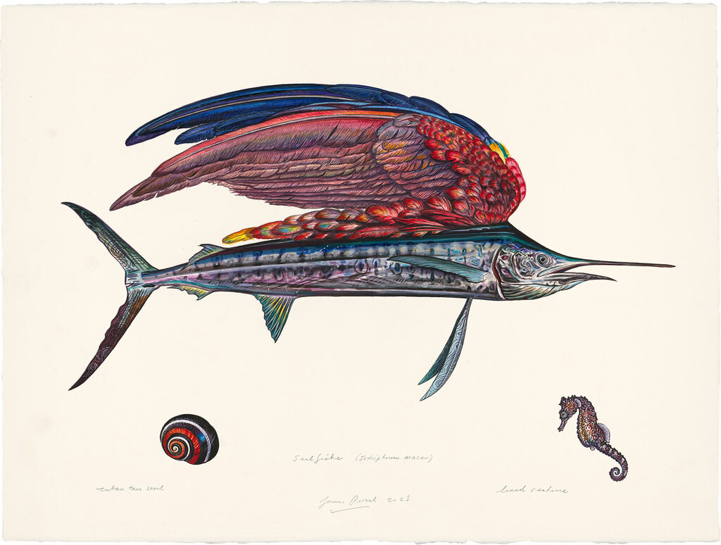 Sailfish