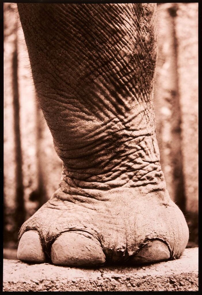 Asiatic Elephant, Elephas Maximus