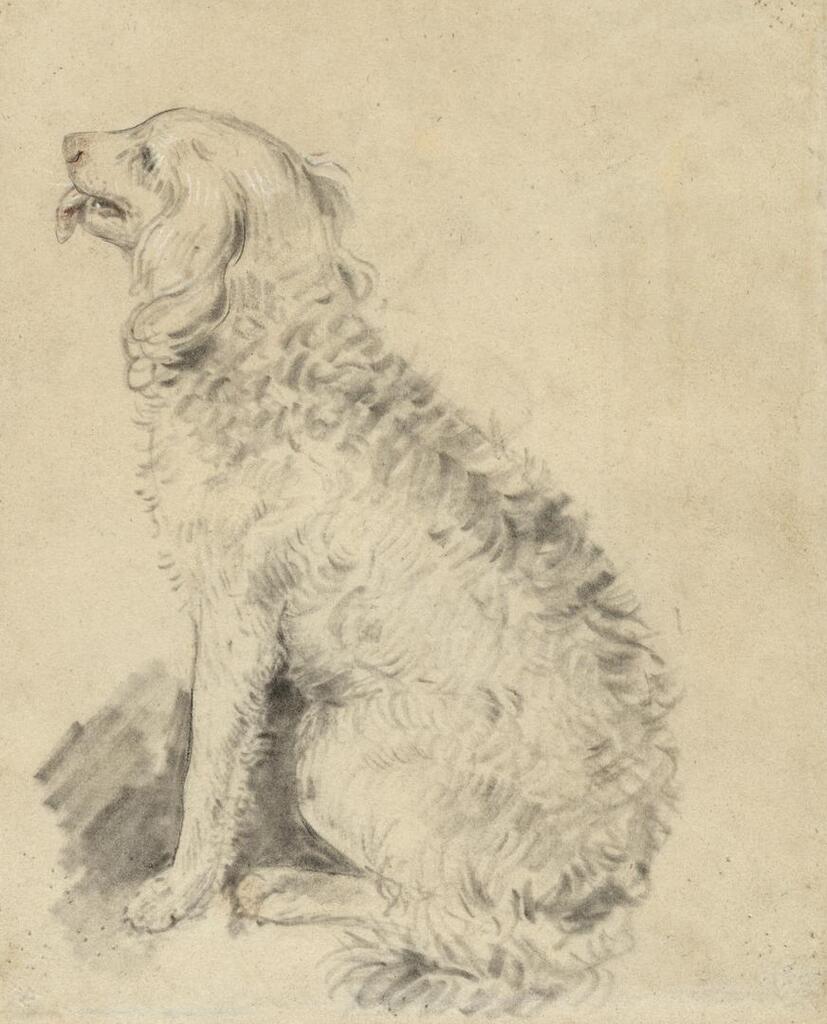 Study of a spaniel