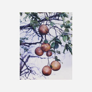 Orange Grove #4