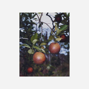 Orange Grove #6