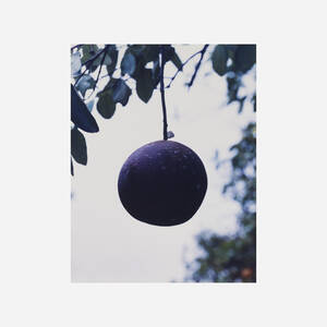 Orange Grove #7