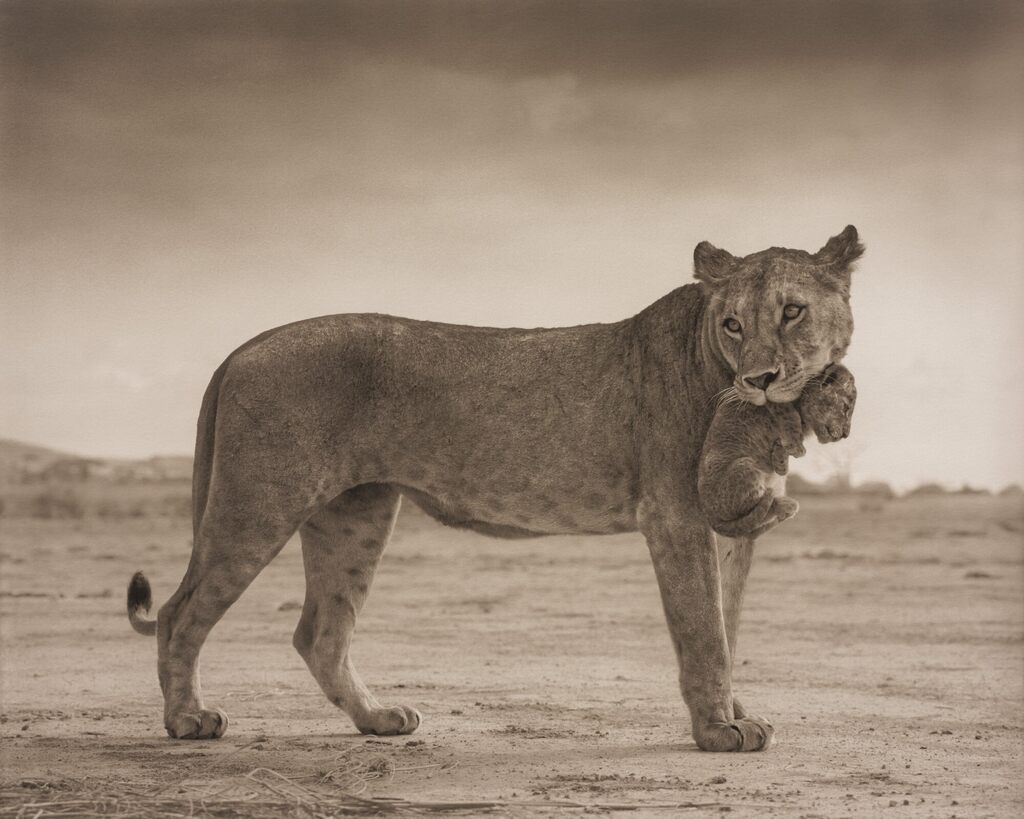 Lioness Holding Cub in Mouth, Amboseli