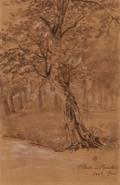 Beech in the Rosenthal