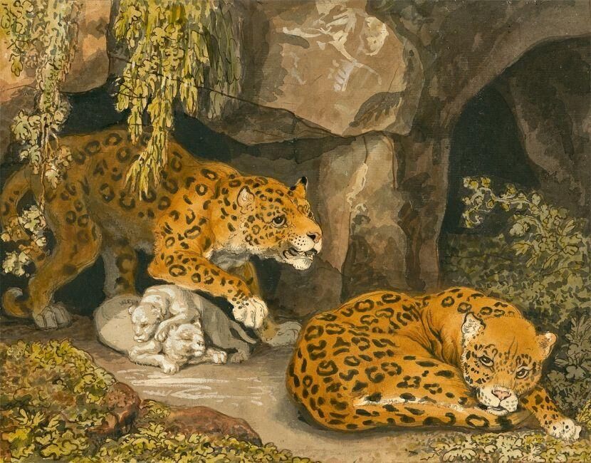 A leopard and a leopardess with two cubs at the entrance to a cave