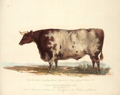 A description of the different varieties of oxen, 1800