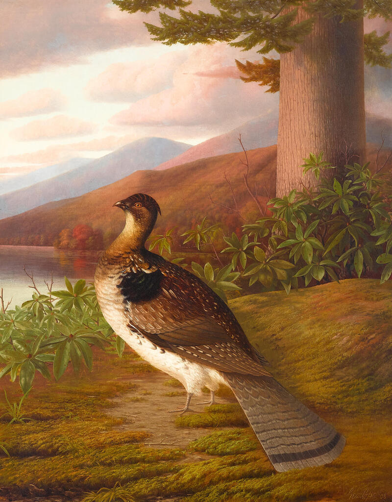 Ruffed Grouse