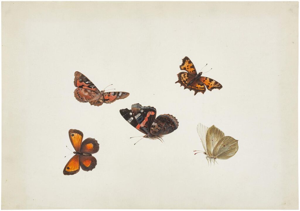 A) Butterflies, moths and a fly; B) Butterflies and moths