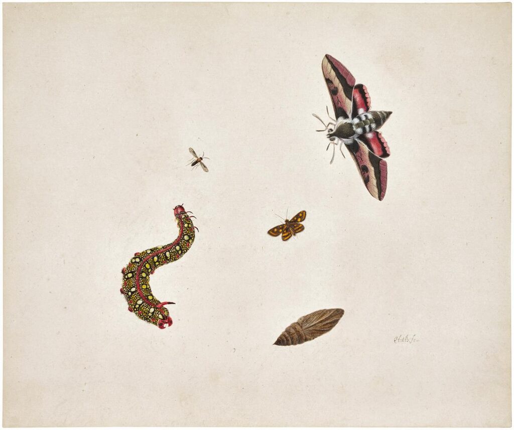 A Hawkmoth and Caterpillar with other insects and a Chrysalis