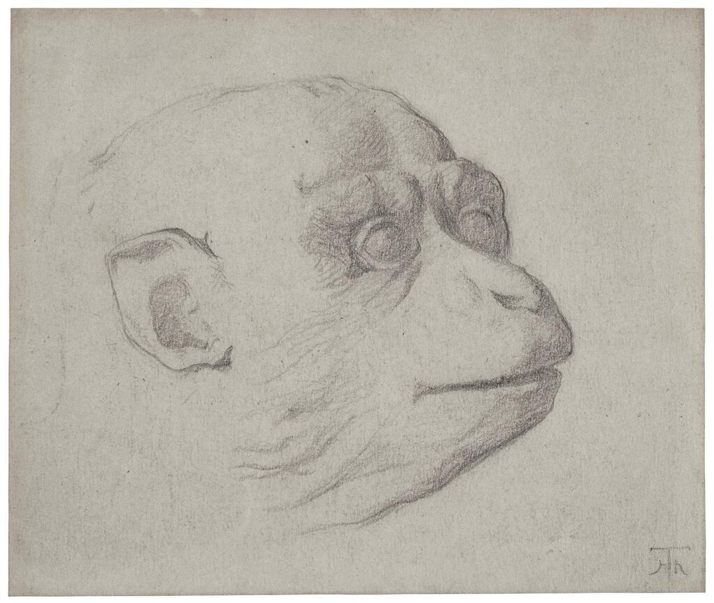 Study of the head of a monkey