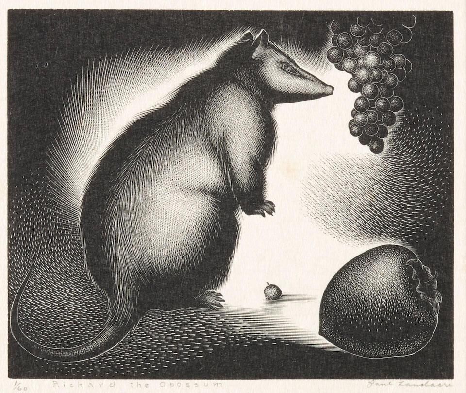Richard the Opossum