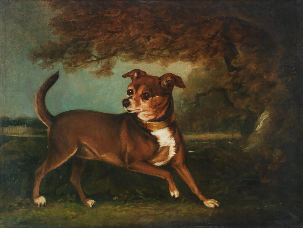Portrait of a dog in a landscape