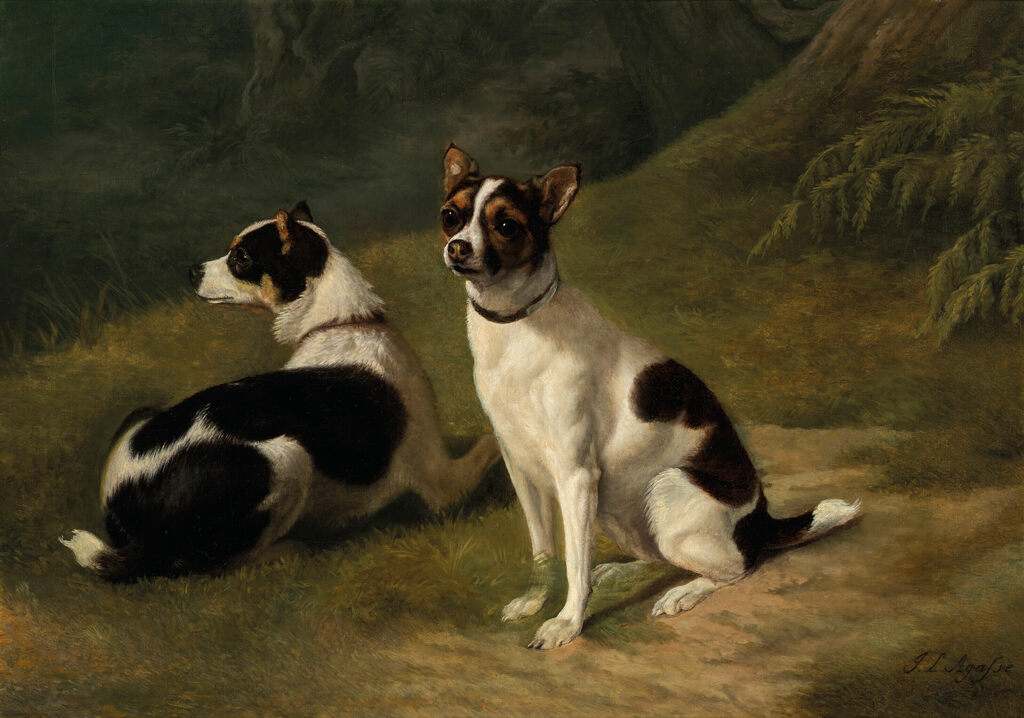 Deux Jack Russells dans un paysage