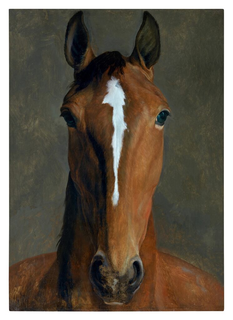 Portrait study of a bay horse, seen head-on