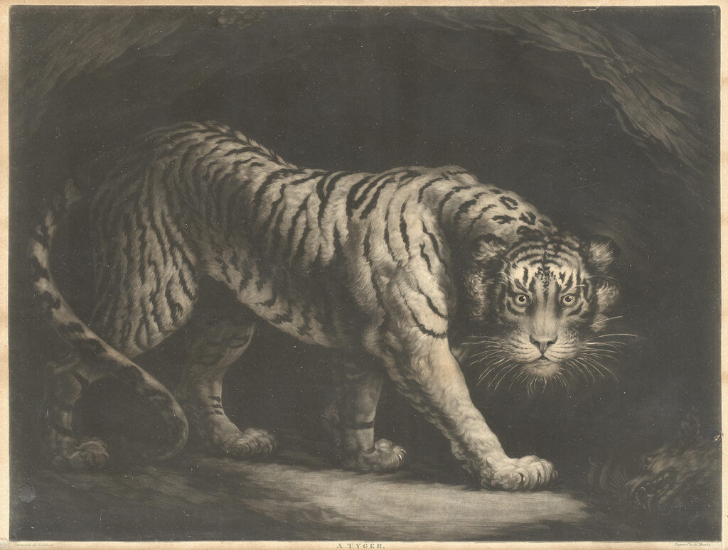 A Tyger