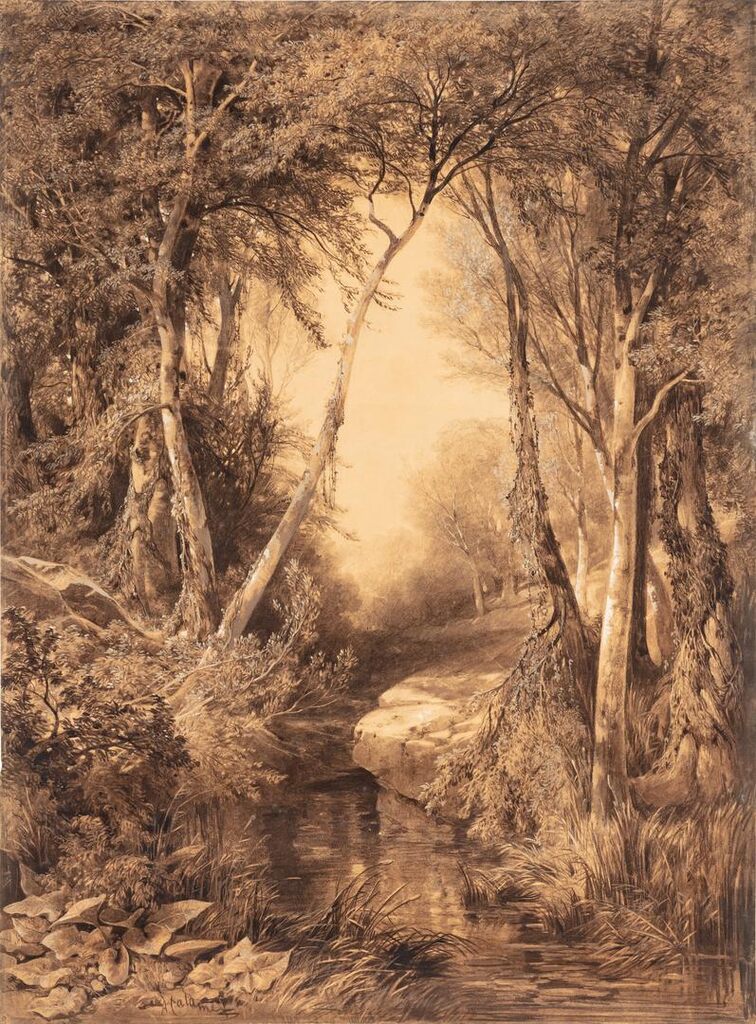 Forest landscape