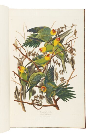 The Birds of America; from Original Drawings by John James Audubon. London: Published by the Author, 1827–1838