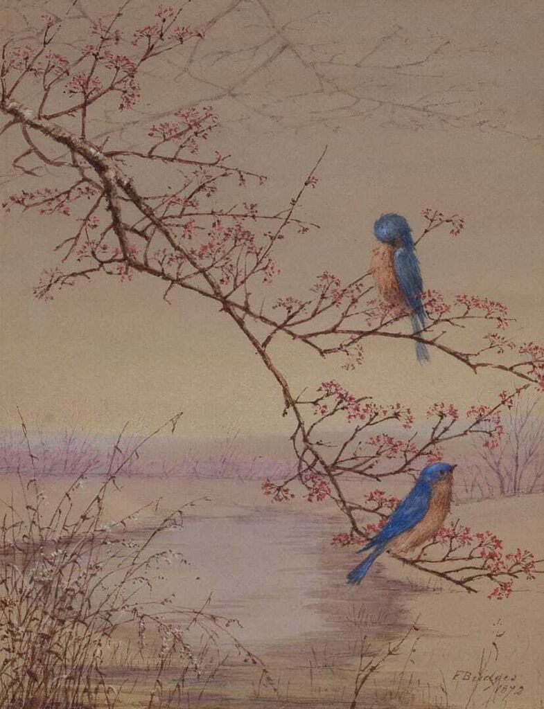 Two Bluebirds on a Flowering Branch