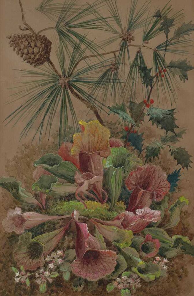 Pitcher Plants Beneath Pine and Holly