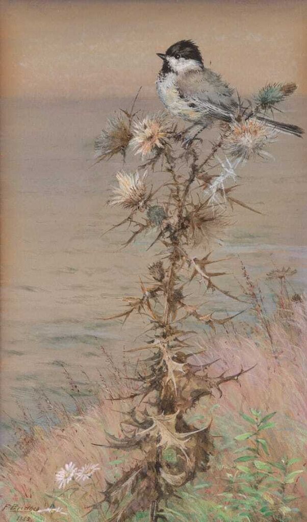 Chickadee and Thistle