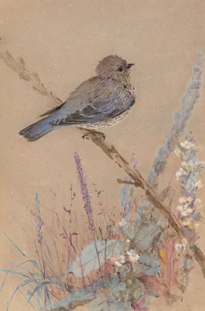 Bluebird