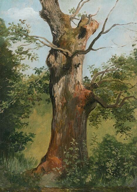 Tree study