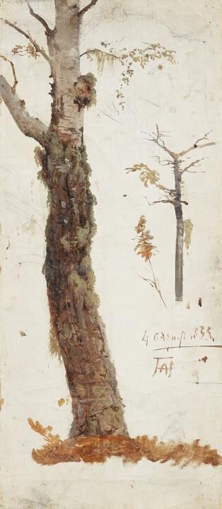 Tree trunk