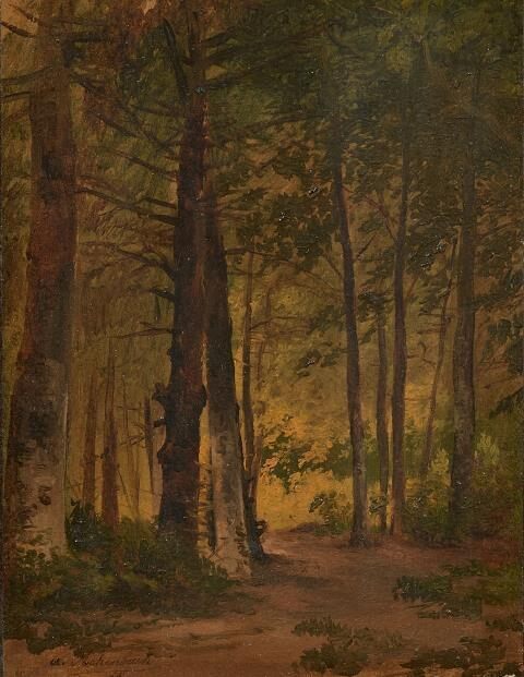 Forest study