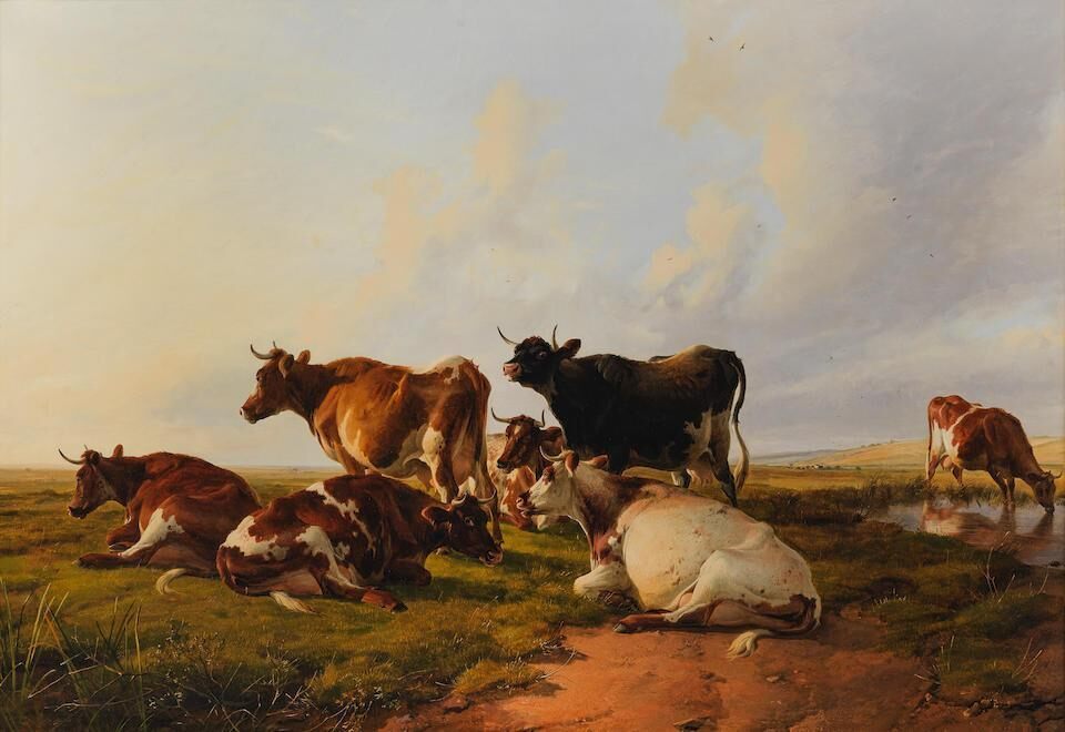 Cattle grazing in a meadow