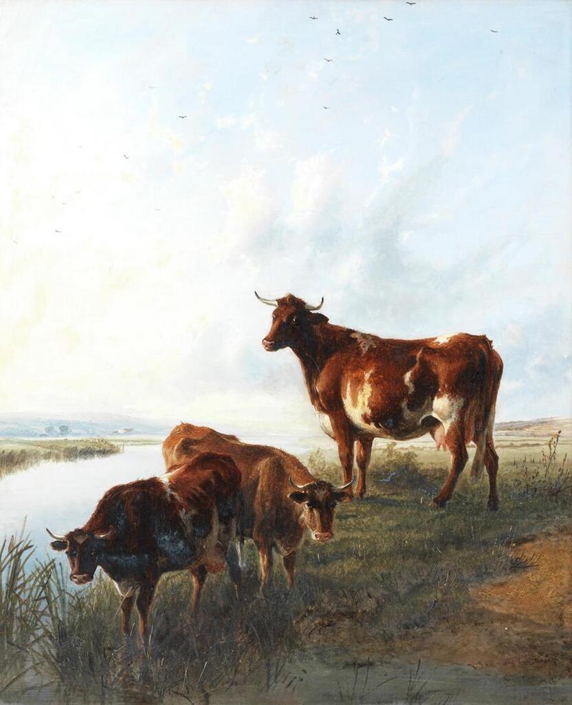 Three cows on a river meadows