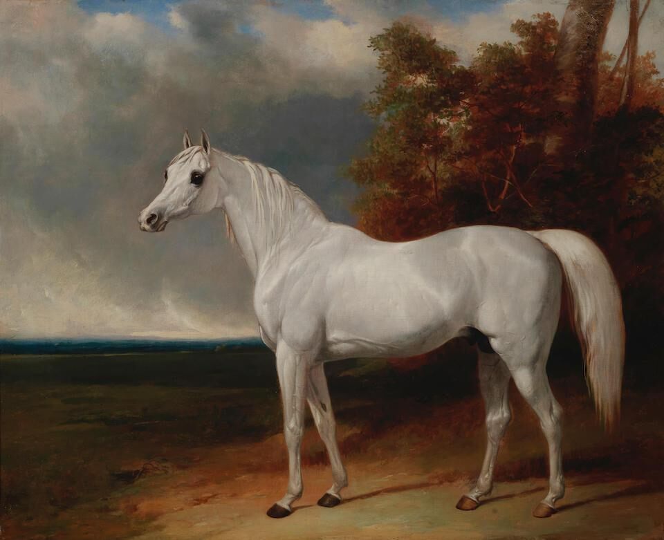 Portrait of Adonis, the favourite charger of George III