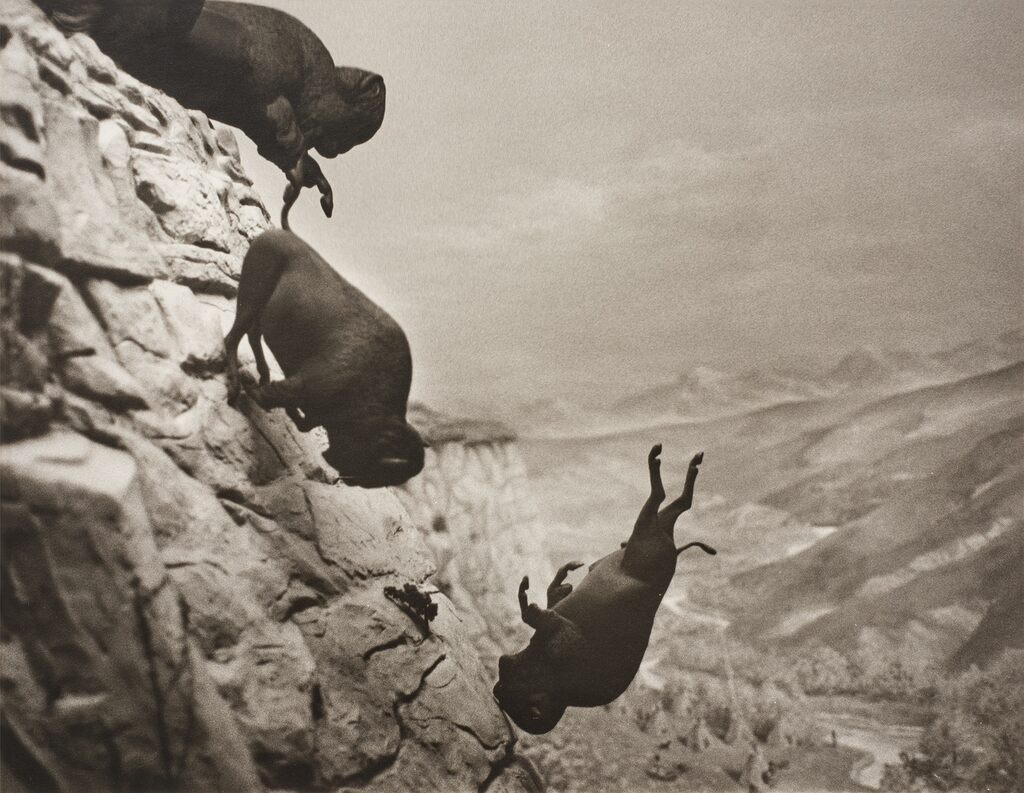 Untitled (Falling Buffalo)