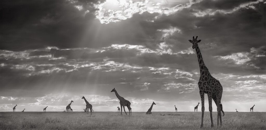 Giraffes in Evening Light, Maasai Mara