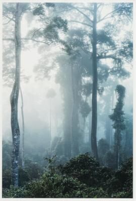 “Danum Valley” Borneo