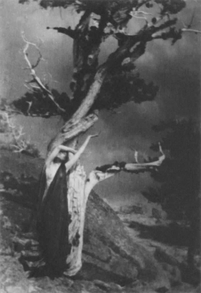 The Dying Cedar, 1908