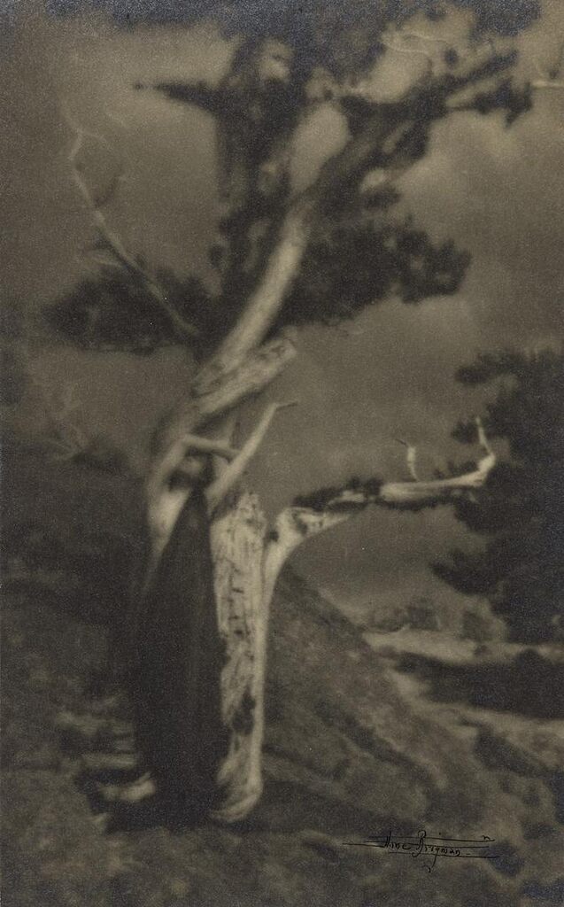 The Dying Cedar