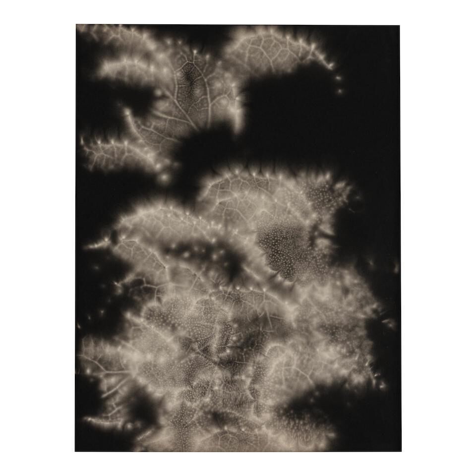 Untitled (from 'Metaflora')
