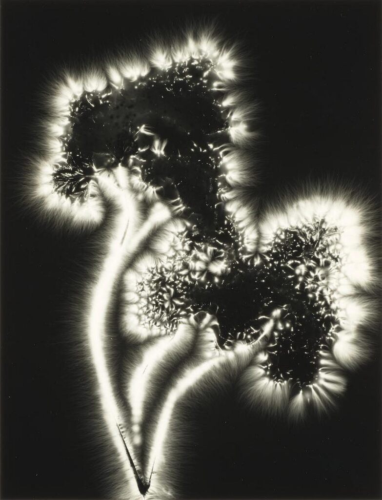 Selected Images from the 'Metaflora' series